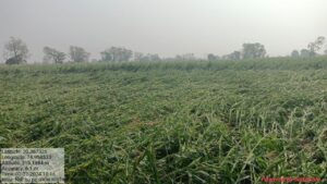 पंचनामे